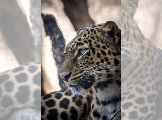 interesting facts about a jaguar