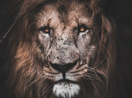 fun fact about african animals