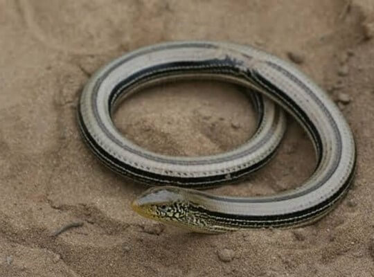fun facts of snakes