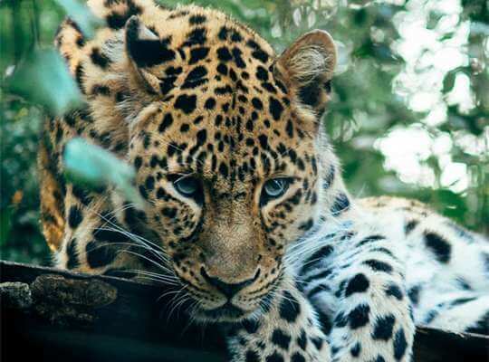 facts about a baby jaguar