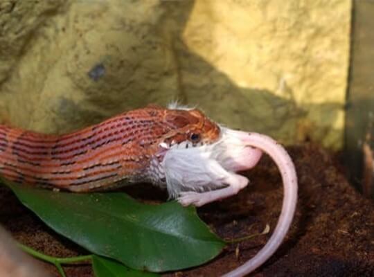 intresting facts of snakes
