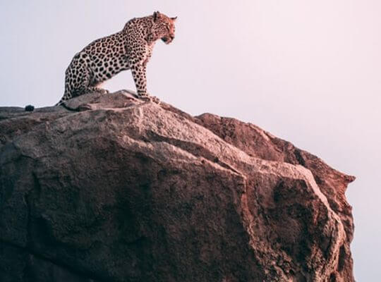 what are interesting facts about a jaguar