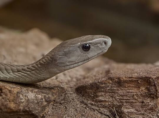 facts of cobra snake