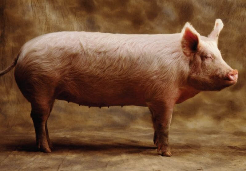 Big Pig the Most Animal Big in the World