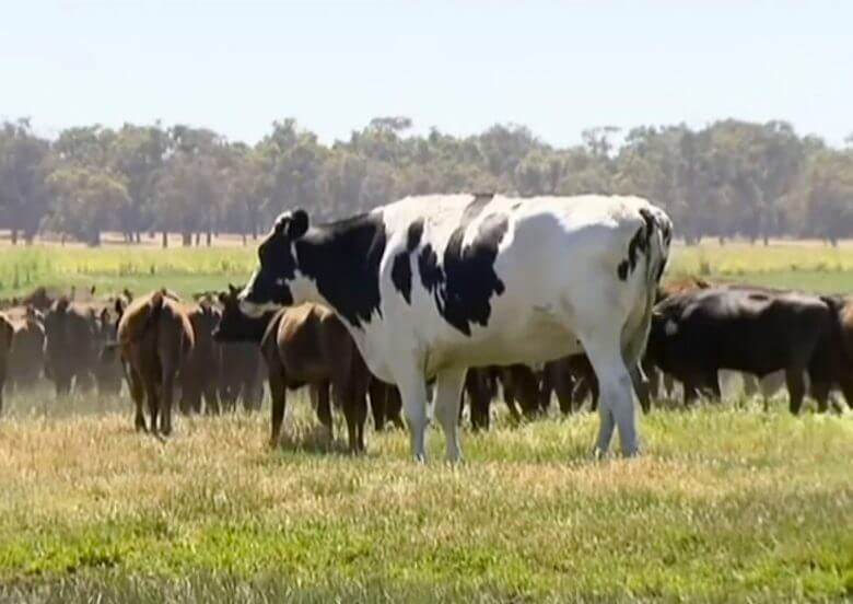 Blossom the Tall Cow the Most Big Animal in the World