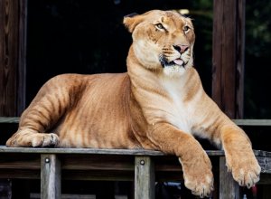 Hercules the Tiger the most big animal in the world