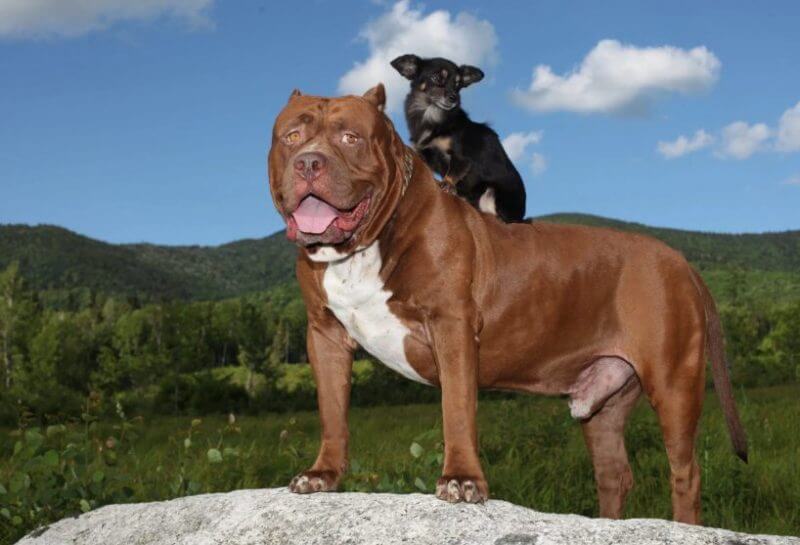 Hulk the Pitbull the Big Animal In The World