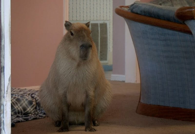 the most big animal in the world
