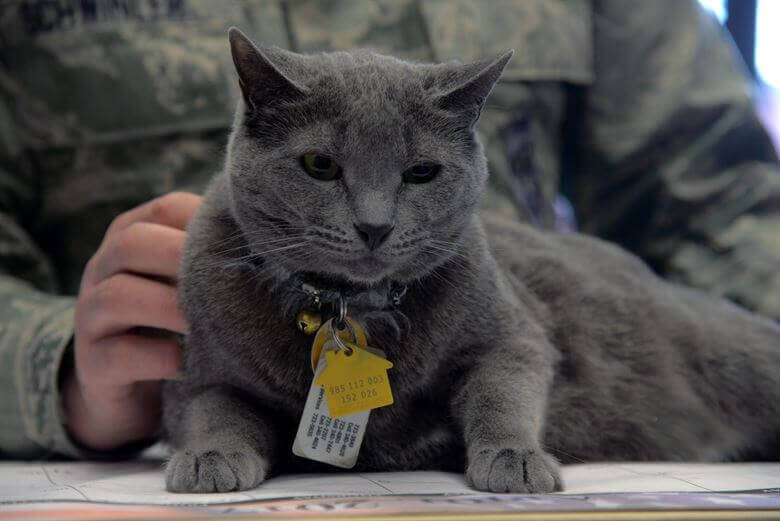 cute cat in the world