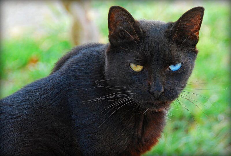 fact about cat