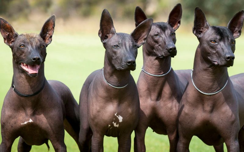 animals that start with x
