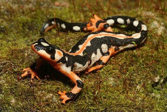 Animal that starts with N Pictures