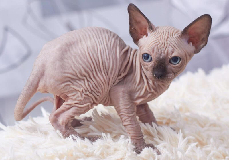 cute cat names for girls