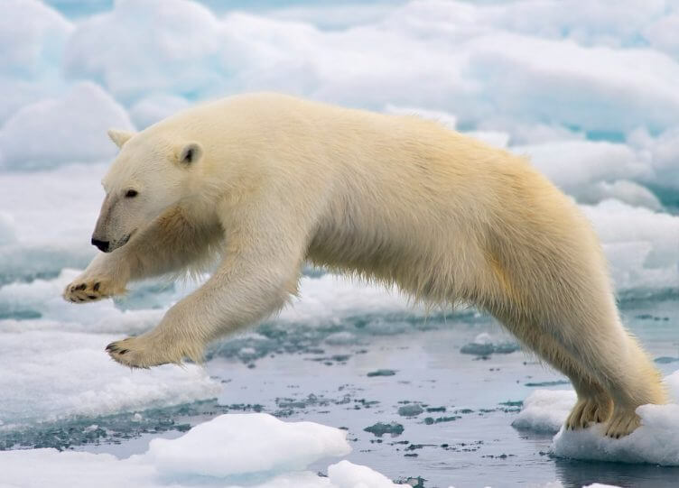 Habitat of a Polar Bear 2