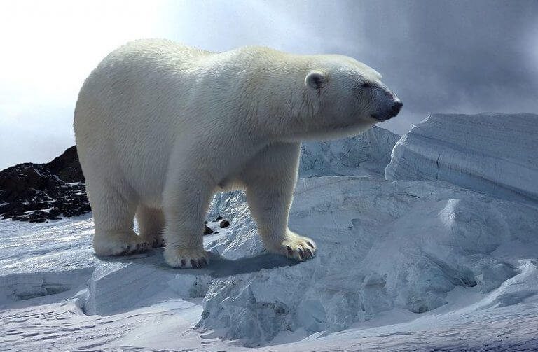 Habitat of a Polar Bear