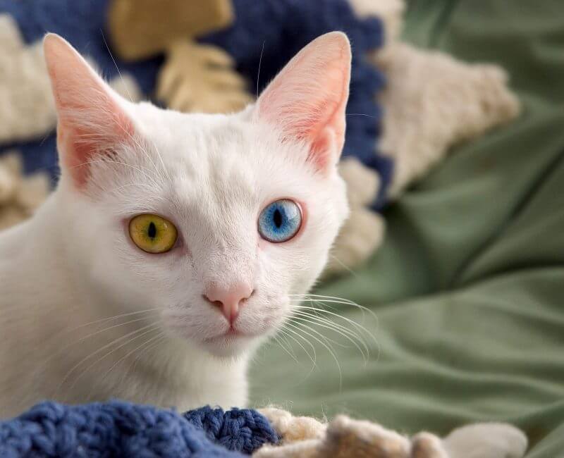 Fact of Cats