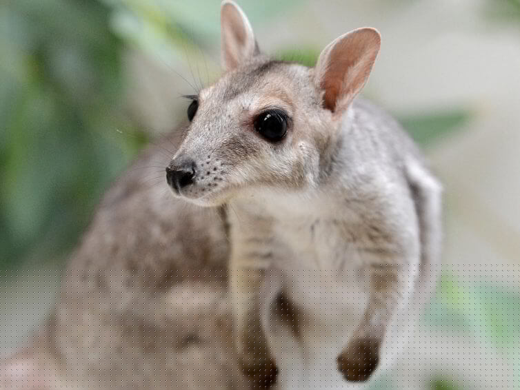 Nabarlek Animal that start with N