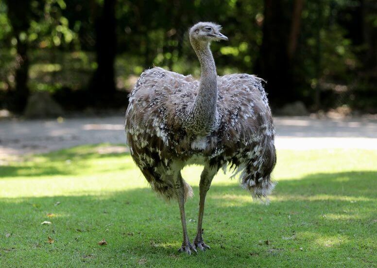 Nandu Animal