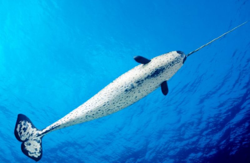 Narwhal Animals