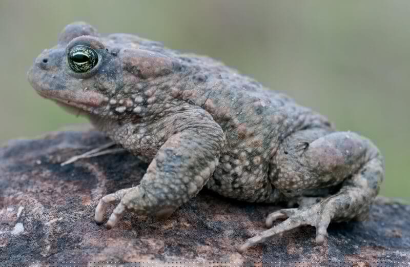 Natterjack Animal that start with N