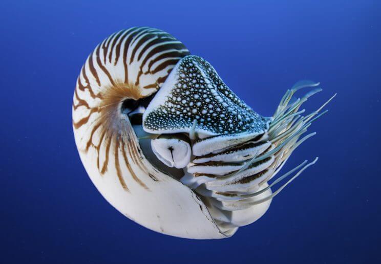 Nautilus Animal That Start with N