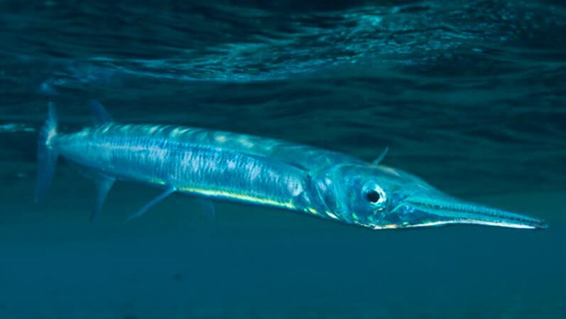 Needle Fish Animal That Start With N