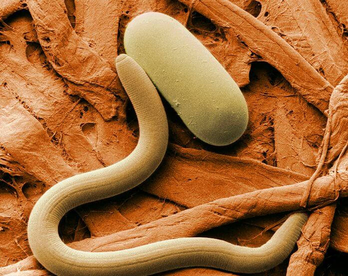 Nematode Animal That Start with N