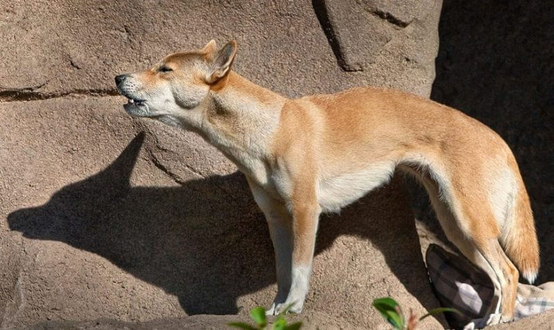 New Guinea Singing Dog