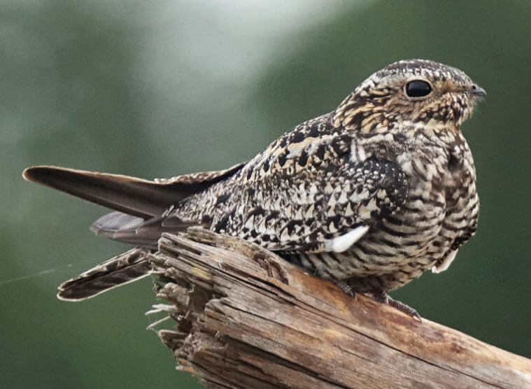 Nighthawk animals