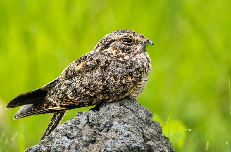 Nightjar Animal