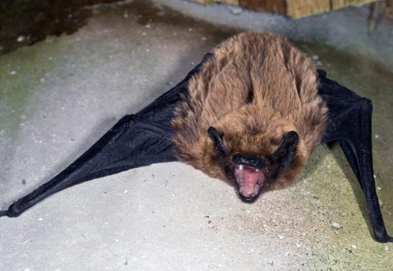 Noctule Animal that start with N