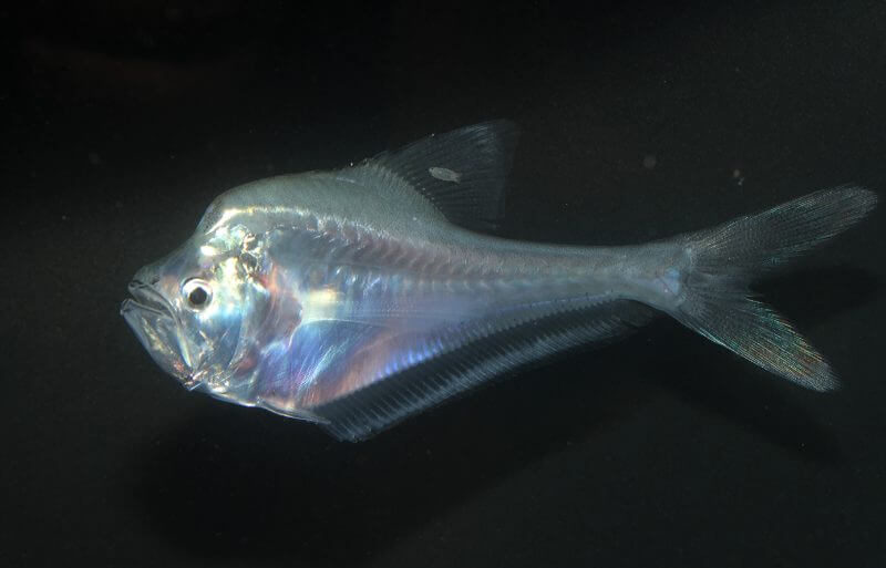 Nursery FishNursery Fish Animals
