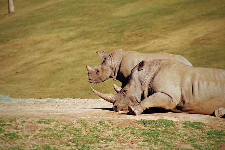 What Rhinos Eat Based on Habitat