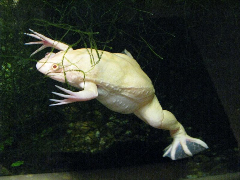 animals that start with x animals that start with x