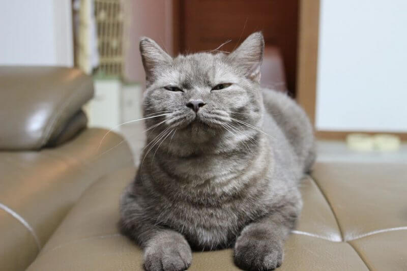 funny cat pictures