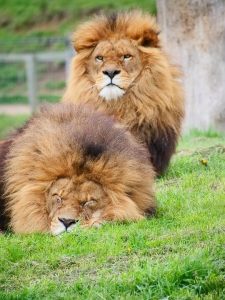 Habitat of a Lion