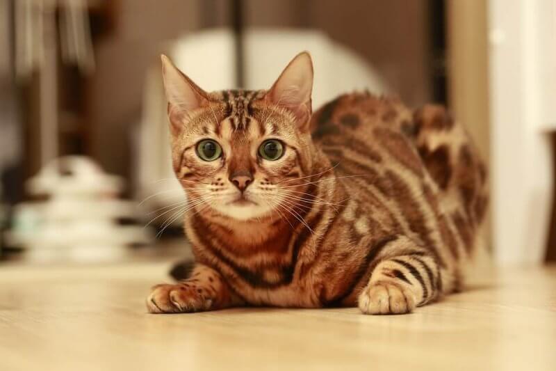 Cute cats