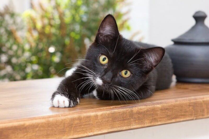 cute cat pictures