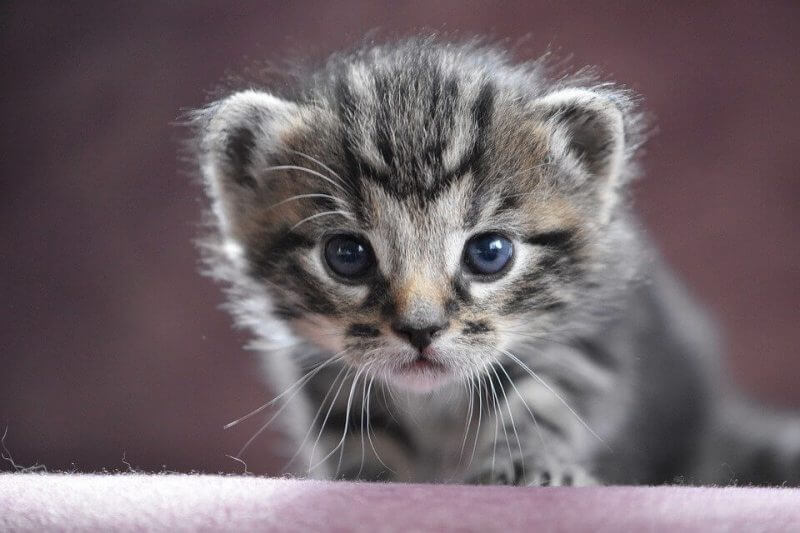 Facts of Cat You Need to See