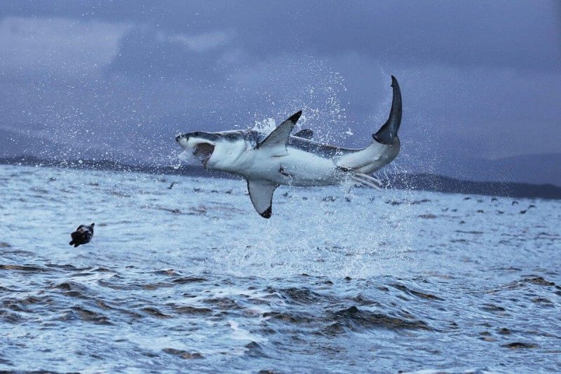 the great white shark size