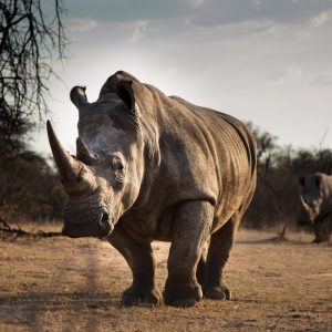 What Do Rhinos Eat?