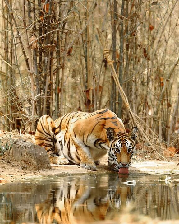 Where Do Tigers Live?