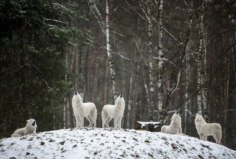 Where Exactly is the Habitat of Wolf