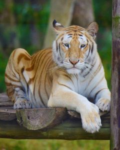 Where Do Tigers Live?