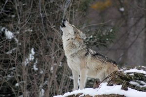 Where Exactly is the Habitat of Wolf