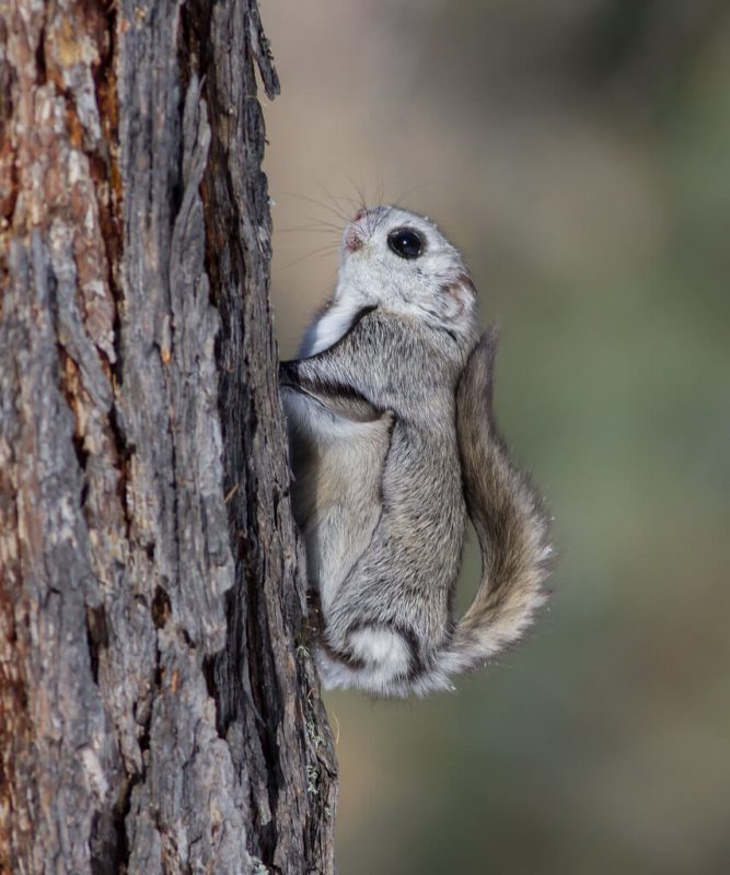 Siberian Flying Squirrel Cute Animal