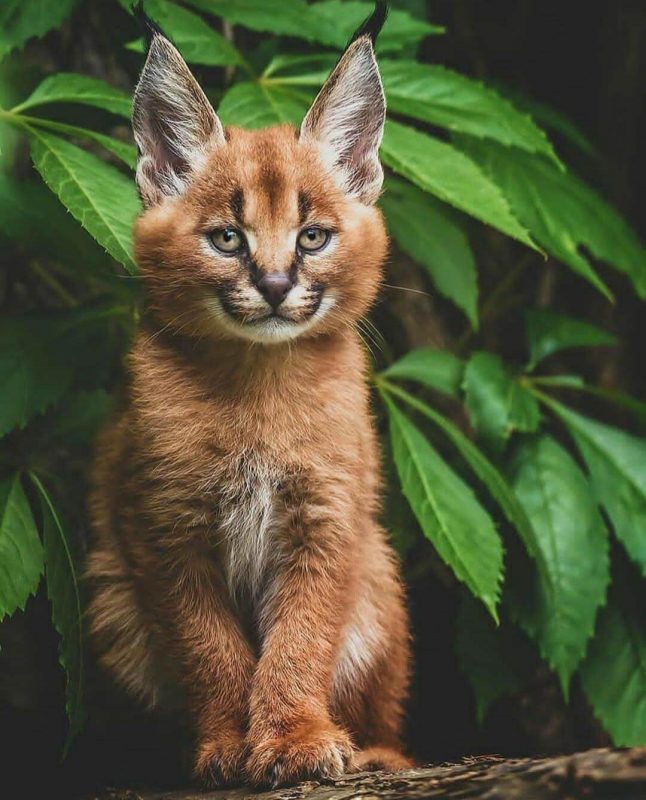 aracal Cat Cute Animal