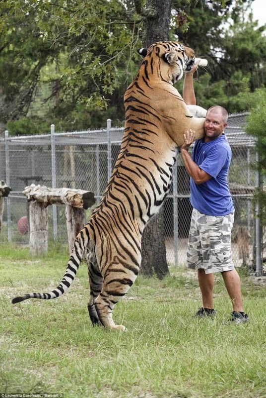 interesting facts about a bengal tiger