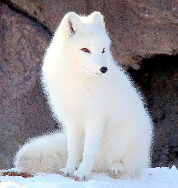 Arctic Fox Cute Animal