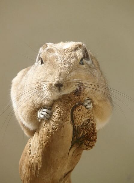 Gundi Cute Animal